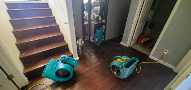 Best Water damage cleanup near me  in Beloit, OH